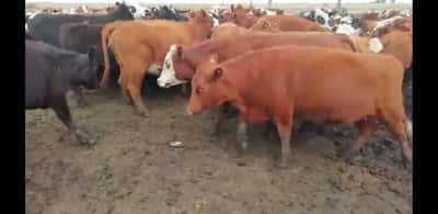 Lote 87 Vacas nuevas Preñadas en Villaguay, Entre Ríos