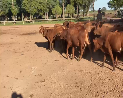 Lote 200 Terneros en Gral. San Martín, Chaco