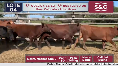 Lote 50 Desmamantes machos en Presidente Hayes