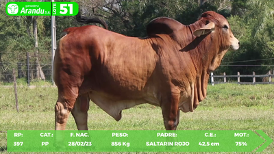Lote LOTE 51