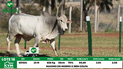 Lote Lote 16