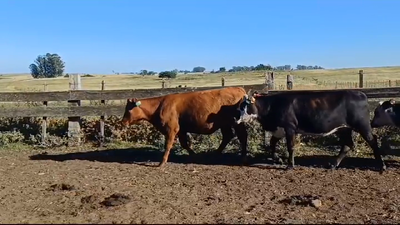 Lote (Vendido)9 Vaquillonas 1 a 2 años 1 NO - AA - NO/ AA - RA 315kg -  en ARROYO DEL MEDIO