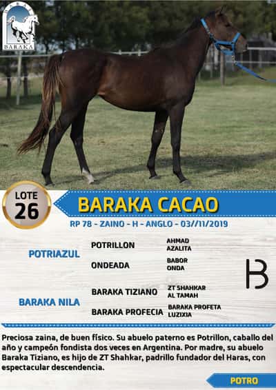 Lote BARAKA CACAO