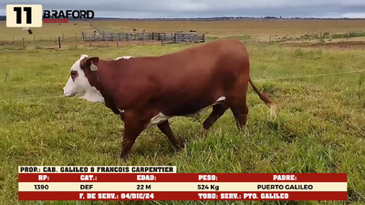 Lote LOTE 11