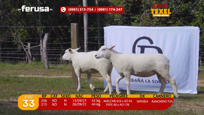 Lote Lote 33