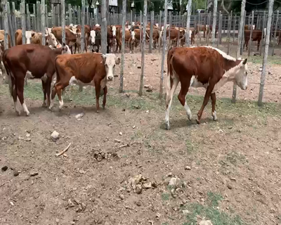 Lote 13 Terneras en Melo, Cerro Largo