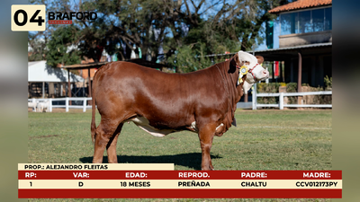 Lote LOTE 4