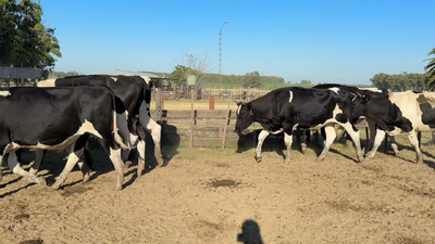 Lote NOVILLOS 1 a 2 AÑOS