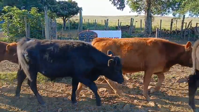 Lote Lote Virtual 2