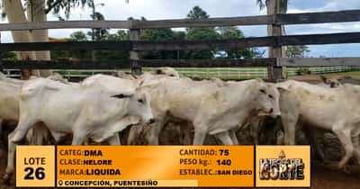 Lote Lote 26