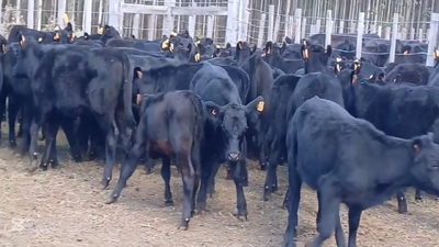 Lote TERNERAS