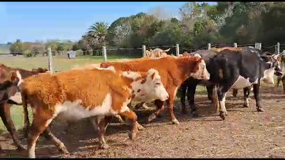 Lote 20 Vacas de Invernada Hereford Angus y Cruza 350kg -  en Ruta 23 Km 122