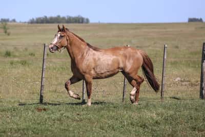 Lote DEL SILENCIO VIRUTA