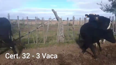 Lote 3 VACAS