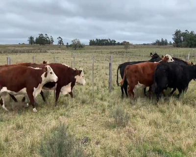 Lote (Vendido)10 Vaquillonas Vacas Preñadas 2 AA,  5 RA X HE,  2 HE Y 1 AA X HE 420kg - , Colonia