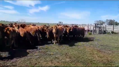 Lote 36 Vacas de Invernada Limangus en San Gregorio