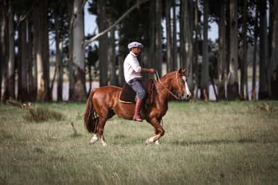 Lote Pitica La Magdalena
