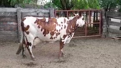 Lote VACAS PI