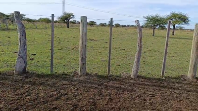 Lote 35 Vacas faena