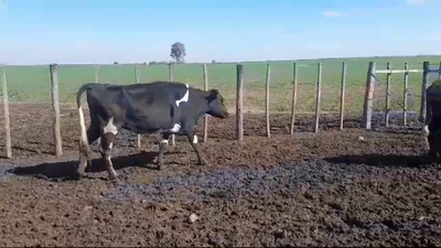 Lote (Vendido)2 Vaca 360kg -  en SANTA ELENA