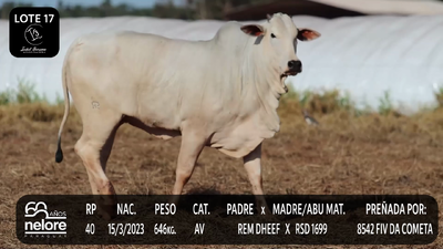 Lote LOTE 17