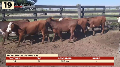 Lote LOTE 19