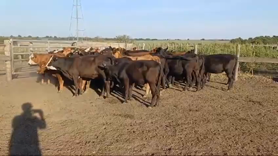 Lote 57 Vaquillonas en Villaguay, Entre Ríos