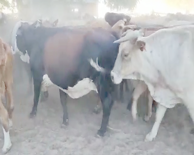 Lote 250 Vacas de invernar en Saladas, Corrientes
