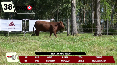Lote LOTE 38