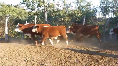 Lote 65 Terneros