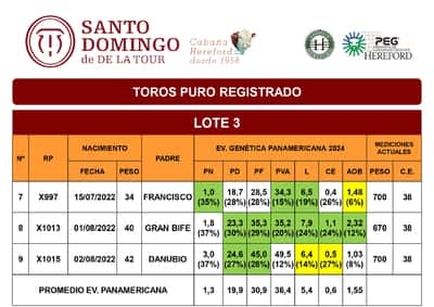 Lote TOROS PP