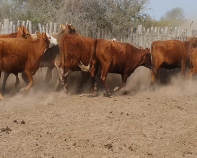 Lote 56 Vacas nuevas Preñadas en Mariano I. Loza, Corrientes