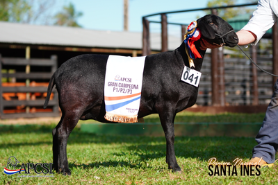 Lote Nacional Santa Inés Bozal - Lote 54