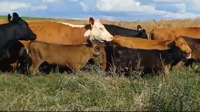 Lote PIEZAS DE CRIA