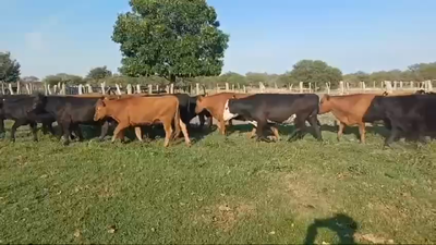 Lote 145 Novillos