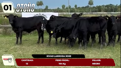 Imagen LOTE 1