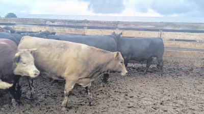 Lote 40 Vaquilla Gorda en Los Ángeles, VIII Región Biobío