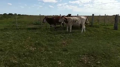 Lote 4 Vaquillonas 1 a 2 años NORMANDO 380kg - , San José