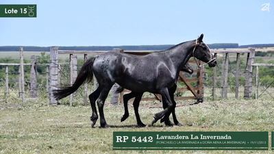 Lote Lavandera La Invernada