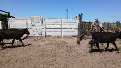 Lote 10 Vaquillonas