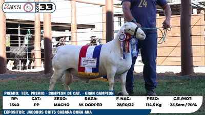 Lote LOTE 33