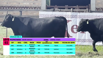 Lote LOTE 61 - 3 VAQUILLAS PREÑADAS CBO 0