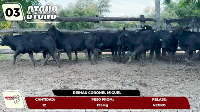 Imagen LOTE 3
