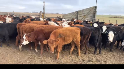 Lote 108 TERNERAS
