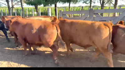 Lote 30 NOVILLITOS