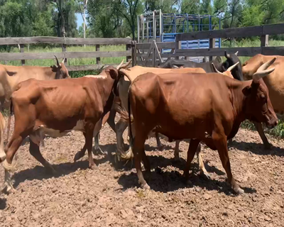 Lote 30 Vacas en Juan José Castelli, Chaco