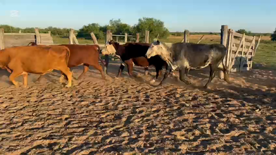 Lote 21 Vacas de invernar