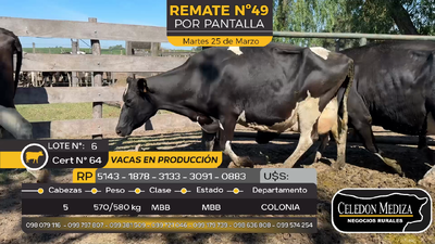 Lote 5 Vacas Preñadas Holando en Estanzuela, Colonia