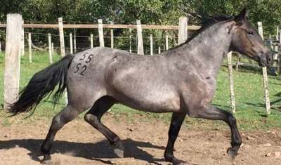 Lote Lapacho La Invernada