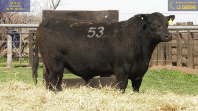 Lote TOROS ANGUS PURO CONTROLADO